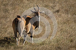 Eland stands eyeing camera in short grass