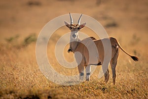 Eland stands on grassy plain eyeing camera