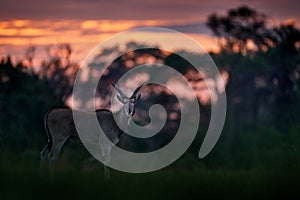 Eland sunset, Moremi, Botswana. Eland anthelope, Taurotragus oryx, big brown African mammal in nature habitat. Eland in green