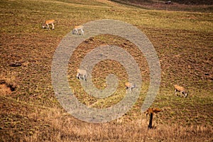 Eland (Taurotragus oryx) 15697