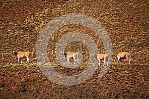 Eland (Taurotragus oryx) 15702