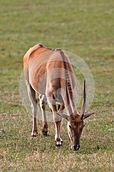 Eland, taurotragus oryx photo