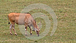 Eland, taurotragus oryx