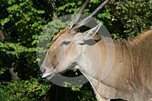 Eland (Taurotragus oryx)