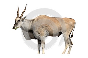 Eland, Taurotragus oryx