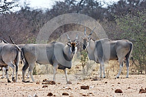 Eland, Taurotragus oryx, at the waterhole Bwabwata, Namibia