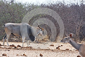 Eland, Taurotragus oryx, at the waterhole Bwabwata, Namibia