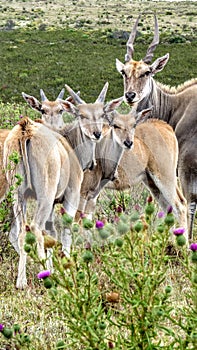 Eland youngsters