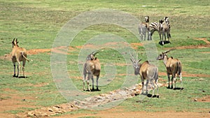 Eland and Zebra