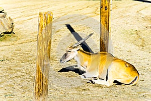 Eland in the zoo