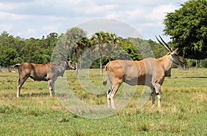 Elands on field photo