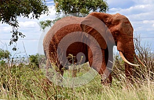 Elaphant in maasaimara