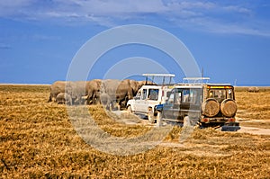 Elaphants of Amboseli