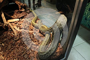 Elaphe climacophora snake snake snake in aquarium crawling