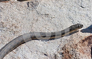 Elaphe dione, commonly known as Dione`s ratsnake,