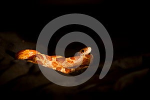 Elaphe guttata (corn snake)