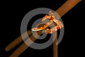 Elaphe guttata (corn snake)