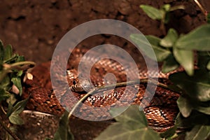 Elaphe Guttata (Guttata)