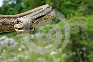 Elaphe quatuorlineata, close-up of attacking snake