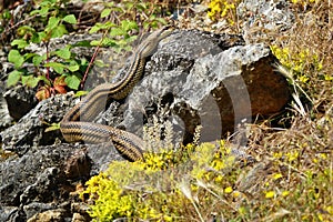 Elaphe quatuorlineata in habitat