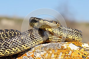 Elaphe sauromates ready to strike