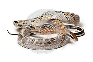 Elaphe taeniura snake isolated on white background