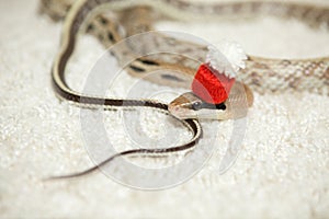 Elaphe taeniura snake in red christmas hat on red