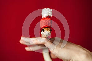 Elaphe taeniura snake in red christmas hat on red on the hand