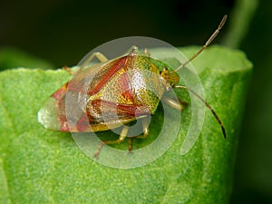 Elasmostethus interstinctus