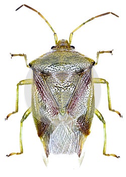 Elasmostethus interstinctus bug specimen