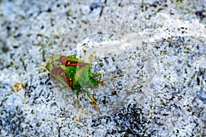 Elasmostethus interstinctus, a shield bug