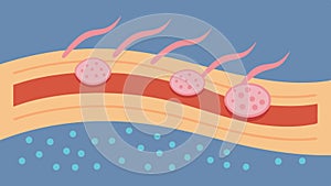 Elastic Fibers A closeup illustration of elastic fibers in the dermis with exosomes depicted enhancing these fibers photo