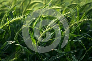 The elasticity of maize silk mirrors the flexible ideas of renaissance thinkers in a lush field photo