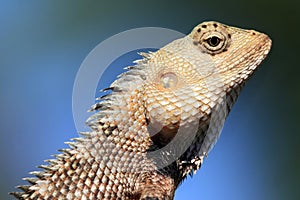 Elated lizard with blue background, Sri Lanka