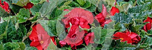 Elatior begonias red flowers. Flowering plant of begonia hybrid elatior, Begoniaceae