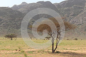 Elba protectorate Beautiful scenery of trees with mountain background in the south of Egypt