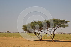 Elba protectorate Beautiful scenery of trees in the wilderness with mountain background in Egypt