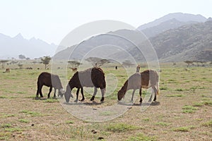 Elba protectorate Sheep herd grazing in the wide fields of Elba mountain