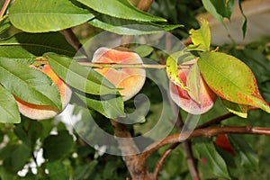 Elberta Yellow Peach, Prunus persica `Elberta`