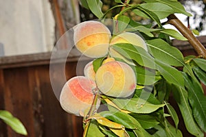 Elberta Yellow Peach, Prunus persica `Elberta`