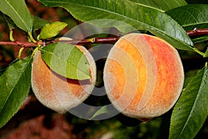 Elberta Yellow Peach, Prunus persica `Elberta`