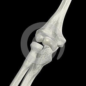 Elbow Bones