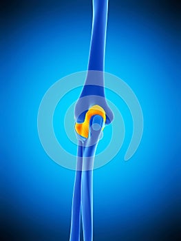 The elbow capsule