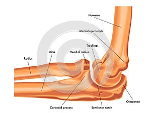 Elbow joint