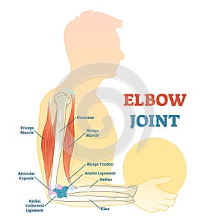 Elbow joint vector illustrated diagram, medical scheme.