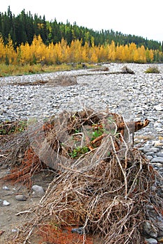 Elbow river valley in autumn