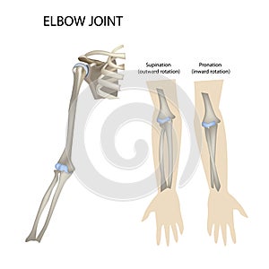 elbow and shoulder joint, supination and pronation vector illustration