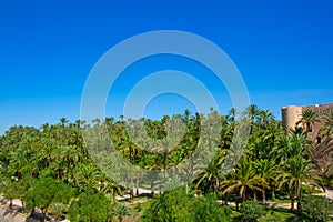 Elche Elx Alicante el Palmeral with many palm trees photo