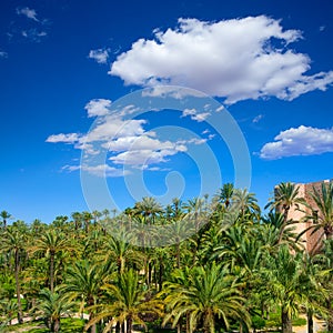 Elche Elx Alicante el Palmeral with many palm trees photo