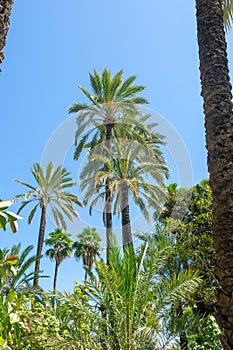 Elche Municipal Park, Alicante province, Valencian Community. Spain. Europe.